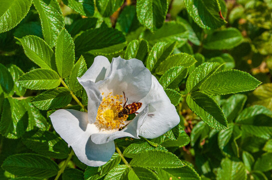 Bug in white rose