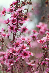 Beautiful dreamy spring flowering Australian native pink Manuka tea tree flowers, Leptospermum scoparium, family Myrtaceae. Endemic to southeastern Australia in NSW, Victoria and Tasmania