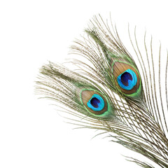 Obraz premium Two beautiful peacock feathers isolated on white
