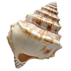 seashell isolated  white or transparent background