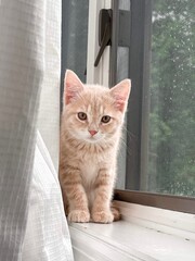 Blonde Orange Tabby Kitten Sitting On Windowsill Looking At Camera © Brenna