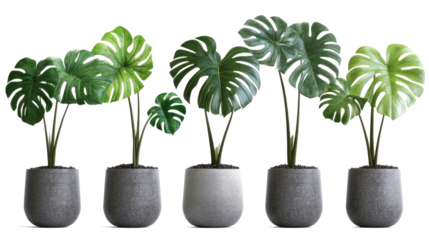 Modern Monstera Plants in Stylish Pots for a Tropical Home Decor Generative AI