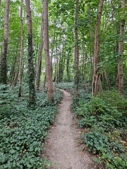 Nature landscape of a dirt footpath leading through the green underbrush of a dense forest.