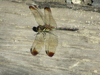 タイリクアカネ