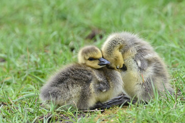 Two Canada Goose (Branta canadensis) goslings snuggle together to sleep.