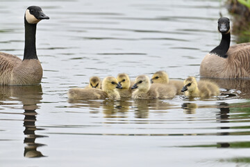 A pair of Canada Geese (Branta canadensis) watch over their goslings as they swim in a remote Alaska lake.