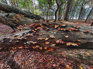 Colorful Fungi Growing on Fallen Tree Trunk in Forest