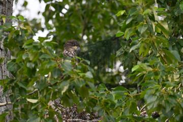 A juvenile bald eagle (Haliaeetus leucocephalus) is mostly hidden by the foliage of a cottonwood tree along the banks of Alaska's Russian River.