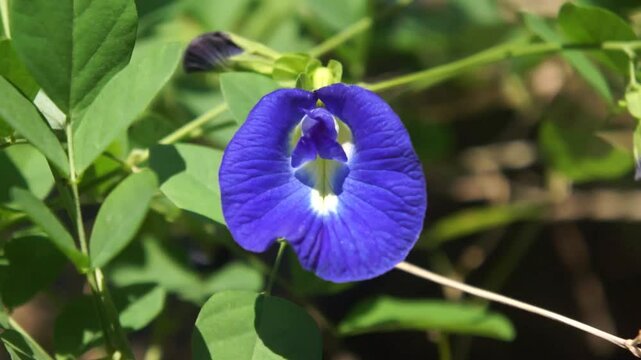 Butterfly pea flower, bluebellvine flower, blue butterfly pea flower, cordofan butterfly pea flower (Clitoria ternatea) or butterfly pea flower or talang flower in Indonesian, windblown flower