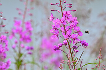 A bumblebee hovers near a fireweed plant (Chamerion angustifolium) at Reflections Lake, Alaska.