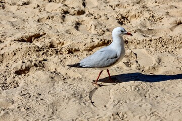 Seagull Standing on Sandy Beach. A solitary seagull standing gracefully on the sandy beach, illuminated by natural sunlight.