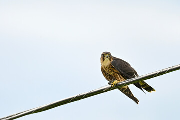 A migratory Merlin (Falco columbarius) eats a freshly caught dragonfly over a farmer's field in Alaska 