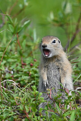 An Arctic Ground Squirrel (Spermophilus parryii) calls out a warning for danger near its home in Alaska's Talkeetna Mountains.