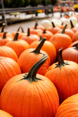 Vibrant display of pumpkins embodies the spirit of Halloween and autumn festivities. The rich, orange hues of the pumpkins contrast with their dark green stems, creating a visually striking image
