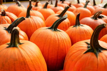 Vibrant display of pumpkins embodies the spirit of Halloween and autumn festivities. The rich, orange hues of the pumpkins contrast with their dark green stems, creating a visually striking image