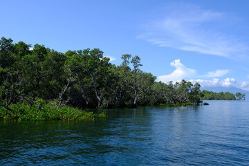 Indonesia Bunaken - Mangrove trees at the coast of Bunaken