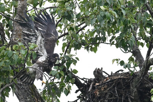 A fledgling Bald Eagle (Haliaeetus leucocephalus) stretches its wings to take its first flight from the nest high in an Alaska cottonwood tree.