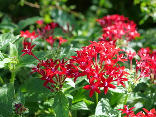 花壇でペンタスの花が咲いている