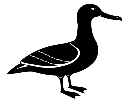 recommend clip art: Albatross silhouette vector animal on white background 