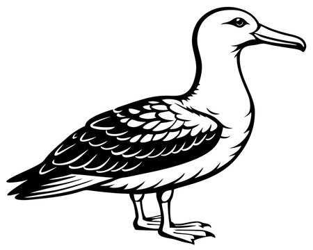 recommend clip art: Albatross silhouette animal vector on white background 