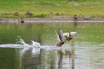 Mallards (Anas platyrhynchos) take off from Wasilla Lake, Alaska.