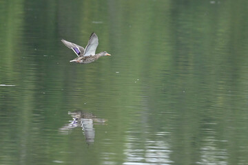 A Mallard (Anas platyrhynchos) flies over Wasilla Lake, Alaska.