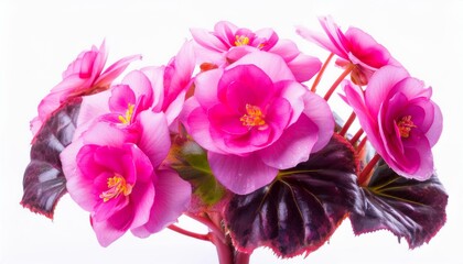 Begonia purple on white background isolated. Beautiful flower.