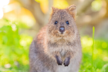 Quokka is smiling and welcoming to her home town Rottnest island, Western Australia