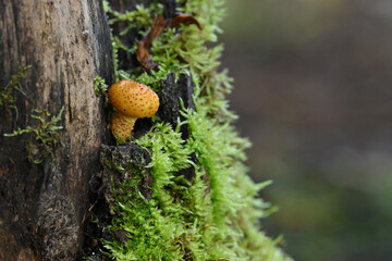 Tiny mushroom and moss growing on a dead tree stump in the forest