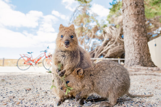 Mum quokka and baby quokka are enjoying beautiful summer day on Rottnest island, Western Australia