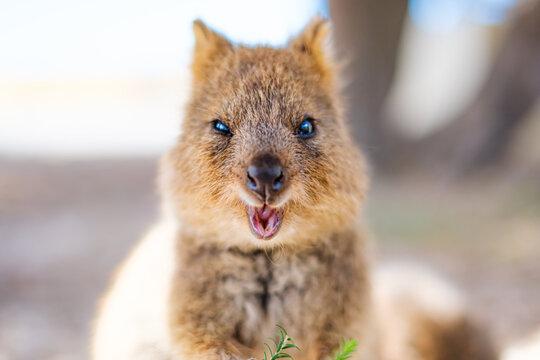 Quokka is winking at you and smiling, Rottnest island, Western Australia