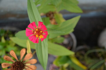 red and yellow flower