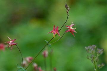 Western Columbine (Aquilegia Formosa) blooming in an Alaska alpine meadow.
