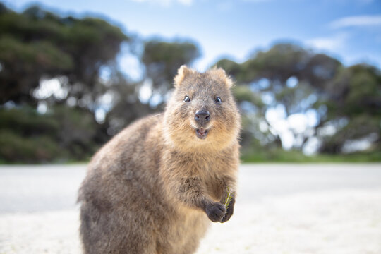 Quokka is smiling and greeting you at Rottnest Island in Perth, Western Australia