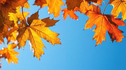 Vibrant Autumn Leaves Against Clear Blue Sky
