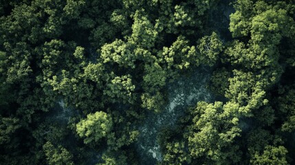 Lush Green Forest Canopy: Aerial View of Vibrant Woodland Landscape