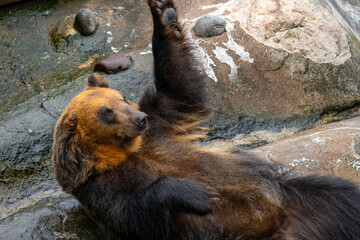北海道　熊牧場の熊の写真