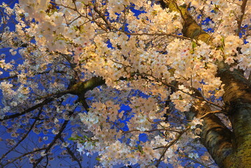 毛馬桜ノ宮公園　夜桜
