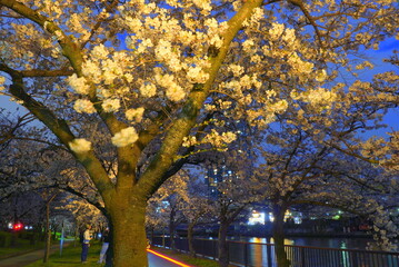 毛馬桜ノ宮公園　夜桜