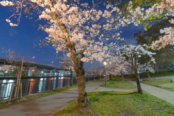 毛馬桜ノ宮公園　夜桜