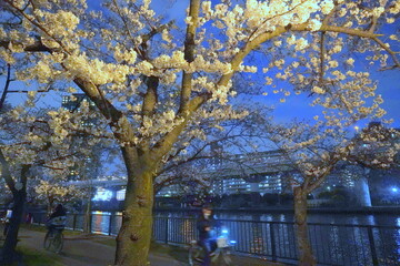 毛馬桜ノ宮公園　夜桜