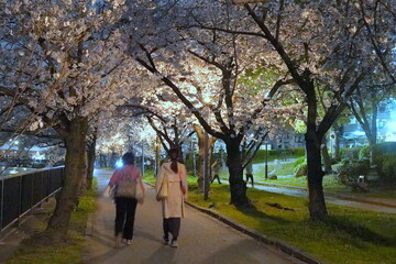 毛馬桜ノ宮公園　夜桜