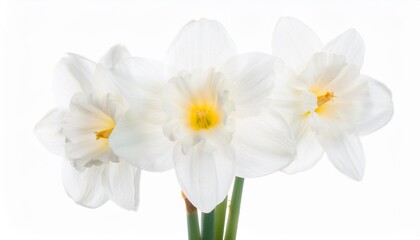 Daffodil white on white background isolated. Beautiful flower.