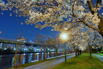 毛馬桜ノ宮公園　夜桜