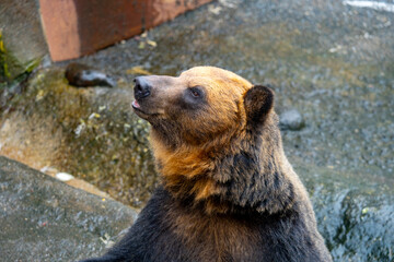 Fototapeta premium 北海道 熊牧場の熊の写真