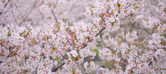 ソメイヨシノ　毛馬桜ノ宮公園