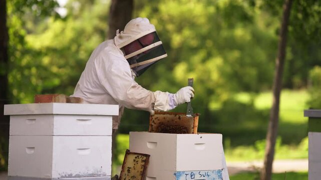 Beekeeper checking beehive