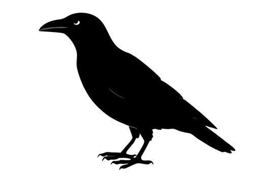 recommend clip art: Crow silhouette | vector silhouette illustration on white background