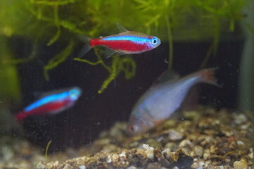 カージナルテトラ