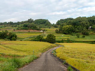 実りを付けた秋の明日香村稲渕棚田の風景